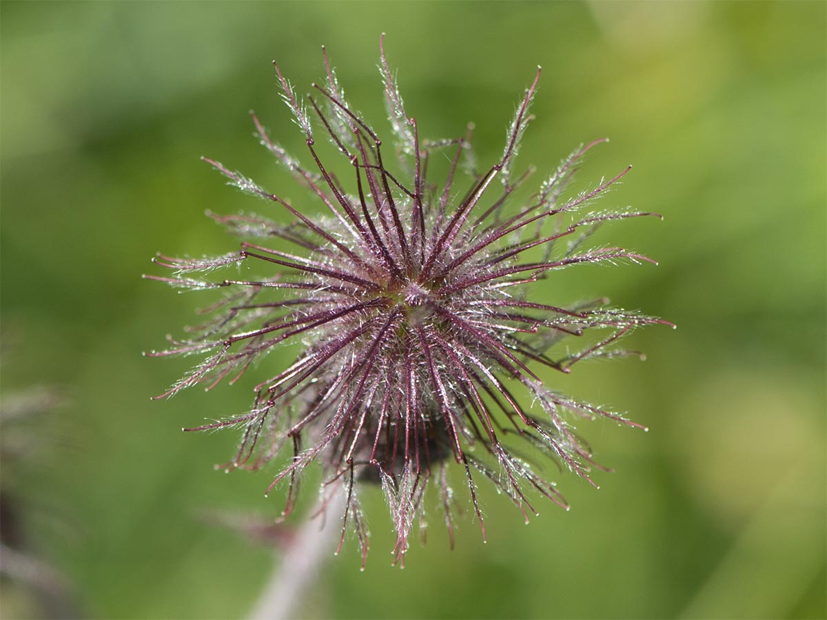 Geum rivale